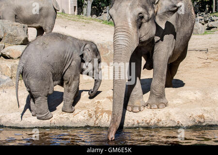 Elefante asiatico / elefanti asiatici (Elephas maximus) femmina con giovani acqua potabile in Lo Zoo Planckendael, Belgio Foto Stock