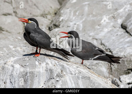 Due terne Inca (Larosterna inca / Larosternus inca) appollaiato sulla roccia, nativo per le coste del Perù e Cile Foto Stock