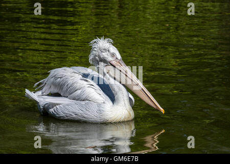 Pellicano dalmata (Pelecanus crispus) nuotare nel lago, nativo di Europa e Asia Foto Stock