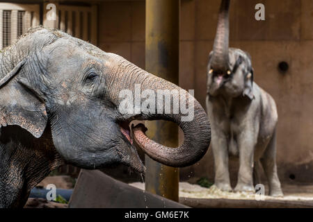Elefante asiatico / elefanti asiatici (Elephas maximus) di bere e di alimentazione nel contenitore interno in Lo Zoo Planckendael, Belgio Foto Stock