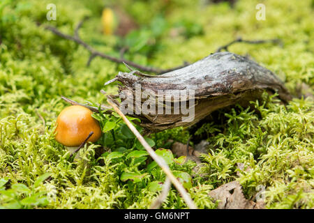 Natura ,tra il muschio cresce nel piccolo fungo Foto Stock