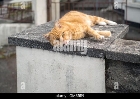 Un ginger tom cat posa su un caldo soletta di calcestruzzo nel tardo pomeriggio 24 Agosto 2016 Foto Stock