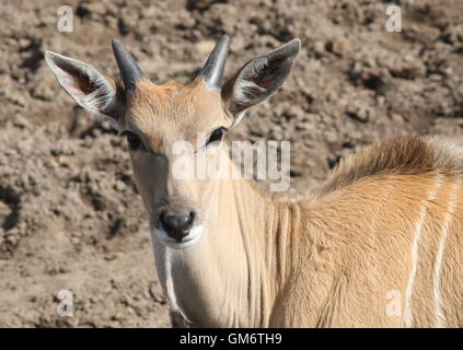 I capretti Sud Africano o Common Eland antilope (Taurotragus oryx) Foto Stock