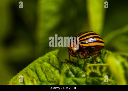 Colorado beetle mangia a lascia sulla boccola di patate Foto Stock