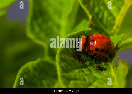 Colorado larva mangia a lascia sulla boccola di patate Foto Stock