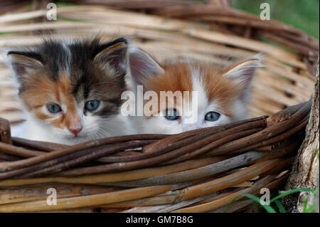 Due gattini seduti in un cestello esterno e guardando la fotocamera Foto Stock
