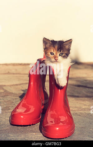 Calico gattino in rosso gumboot Foto Stock