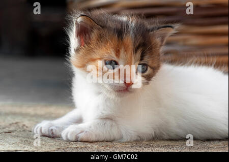 Quattro settimane vecchio cucciolo giacente all'aperto Foto Stock
