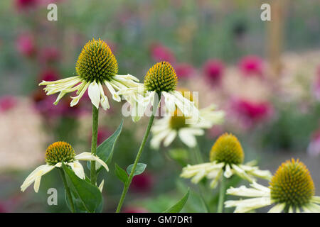 Echinacea purpurea 'giallo spider". Coneflower Foto Stock