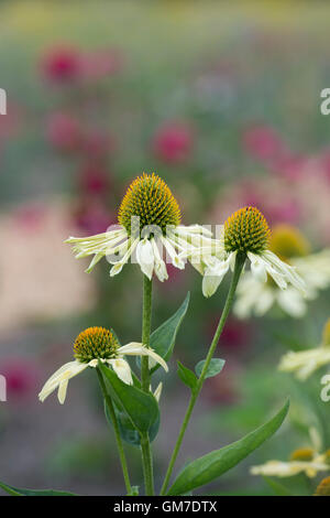 Echinacea purpurea 'giallo spider". Coneflower Foto Stock