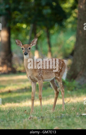 Un culbianco Deer Fawn sfiora nel bosco. Foto Stock