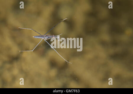 Wasserläufer, Wasser-Läufer, Gerris spec., pond skater, acqua strider, stagno skipper, Teichläufer, Gerridae, pond skaters, acqua Foto Stock