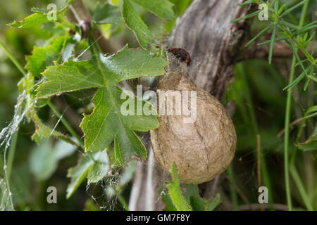 Wespenspinne, Zebraspinne, Argiope bruennichi, Kokon, Eikokon, nero-e-argiope giallo, giallo-nera giardino spider Foto Stock