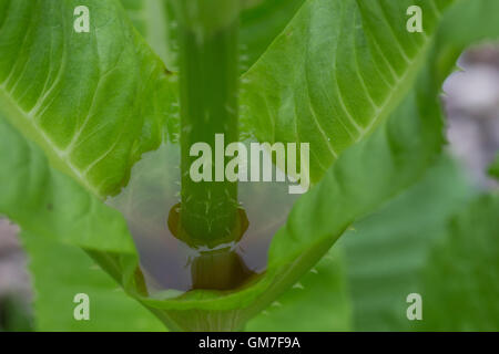 Wilde Karde, Blätter, Wasser, Regenwasser sammelt sich in den Blattachseln, Phytotelma, Phytotelmata, Phytotelmen, Kleinstgewäss Foto Stock