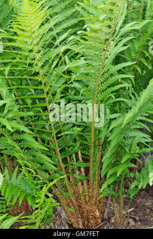 Gewöhnlicher Wurmfarn, Echter su Wurmfarn, Männerfarn, Dryopteris filix-mas, felce maschio, felce worm Foto Stock