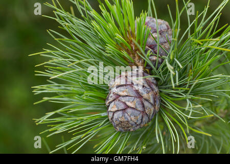 Zirbel-Kiefer, Zirbelkiefer, Zirbel, Arve, Zapfen, Pinus cembra, Arolla, pino cembro Foto Stock