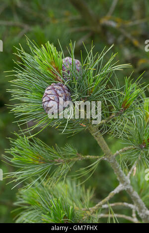 Zirbel-Kiefer, Zirbelkiefer, Zirbel, Arve, Zapfen, Pinus cembra, Arolla, pino cembro Foto Stock