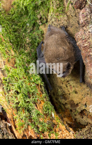 Zwergfledermaus, Zwerg-Fledermaus, Pipistrellus pipistrellus, pipistrelle comune, Pipistrelle comune Foto Stock