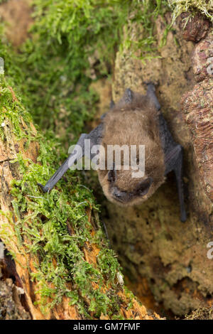 Zwergfledermaus, Zwerg-Fledermaus, Pipistrellus pipistrellus, pipistrelle comune, Pipistrelle comune Foto Stock