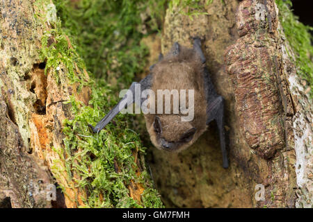 Zwergfledermaus, Zwerg-Fledermaus, Pipistrellus pipistrellus, pipistrelle comune, Pipistrelle comune Foto Stock