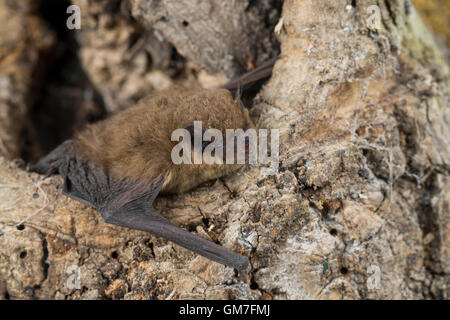 Zwergfledermaus, Zwerg-Fledermaus, Pipistrellus pipistrellus, pipistrelle comune, Pipistrelle comune. Baumhöhle, Höhlenbewohner Foto Stock