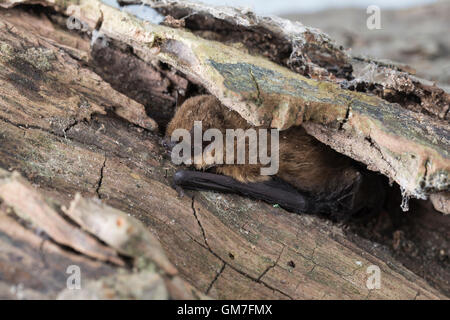 Zwergfledermaus, Zwerg-Fledermaus, Pipistrellus pipistrellus, pipistrelle comune, Pipistrelle comune. Baumhöhle, Höhlenbewohner Foto Stock