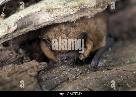 Zwergfledermaus, Zwerg-Fledermaus, Pipistrellus pipistrellus, pipistrelle comune, Pipistrelle comune. Baumhöhle, Höhlenbewohner Foto Stock