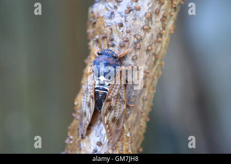 Grande Cicala marrone (Graptopsaltria nigrofuscata) in Jpana Foto Stock