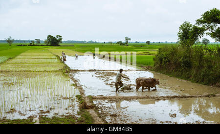 L'agricoltore e co-lavoratori preparare risaie su un monsone bagnato mattino circondati da un paesaggio di paddy. Foto Stock