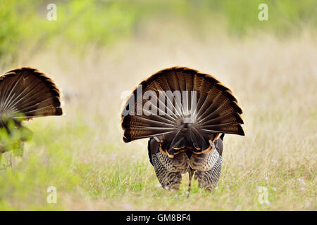 Il tacchino selvatico (Meleagris gallopavo), Johnson City (Cypress Mill Road), Texas, Stati Uniti d'America Foto Stock