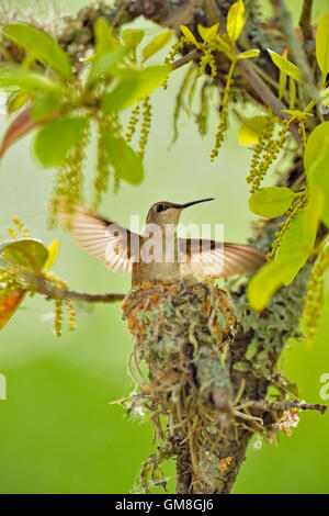 Nero-chinned hummingbird (Archilochus alexandri) nido in un albero di quercia, Turchia piegare LCRA, Texas, Stati Uniti d'America Foto Stock