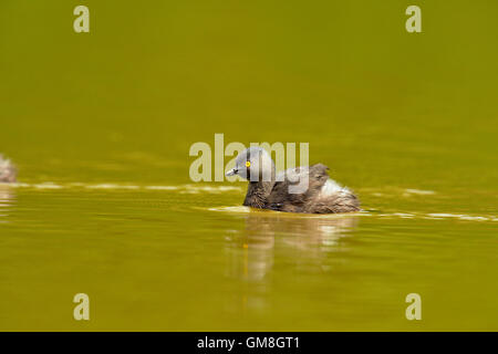 Almeno svasso (Tachybaptus dominicus), Rio Grande città, Texas, Stati Uniti d'America Foto Stock