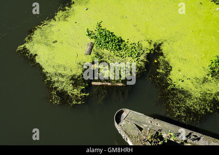 Un pontone circondato da verde spessa fioritura di alghe su un tratto di acqua in Inghilterra, Regno Unito Foto Stock