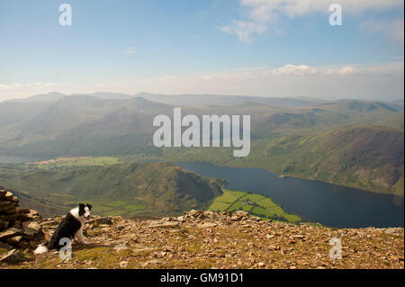 Ritratto di Border Collie su Grasmoor sopra acqua Crummock, Cumbria Foto Stock