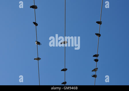 Pigeon uccelli seduto su un filo sotto il cielo blu chiaro. Natura astratta sfondo. Foto Stock