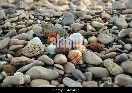 Conchiglie e pietre pomice sulla spiaggia rocciosa. Abstract background. Foto Stock