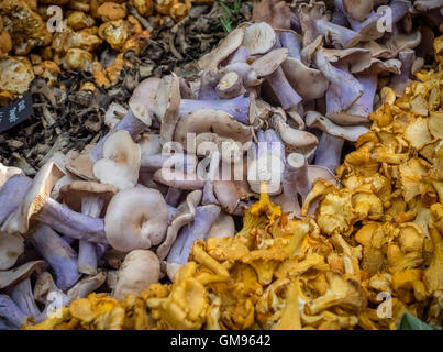 Vari tipi di funghi in vendita presso gli agricoltori Borough Market in London, England, Regno Unito Foto Stock