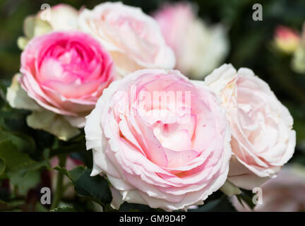 Rose di colore rosa pallide Foto Stock