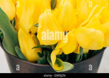 Tulipani gialli nella benna Foto Stock