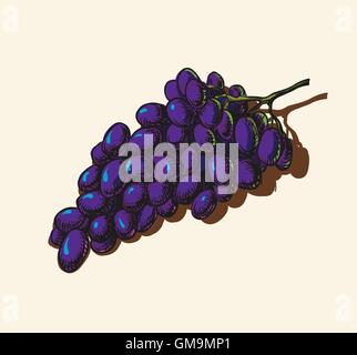 Uva Illustrazione Vettoriale