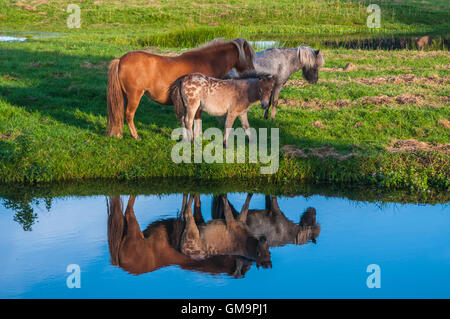 Appaloosa cavalli con un puledro riflesso nell'acqua Foto Stock