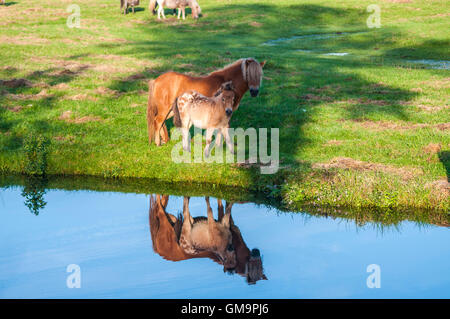 Appaloosa cavallo con il puledro riflesso nell'acqua Foto Stock