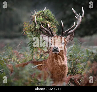 Red Stag Cervo (Cervus elaphus) con bracken e felci in palchi Foto Stock