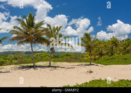 Repubblica Dominicana - Spiaggia paesaggio con palme alla foce del fiume Yasica, vicino a Cabarete. Foto Stock