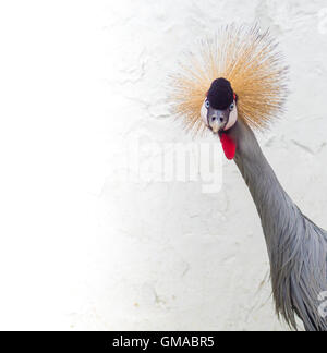 East African Crowned Crane colpo alla testa close up Foto Stock