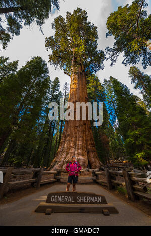 Più grande soggiorno noto stelo singolo tree sulla terra Sequoia National Park, Sierra Nevada, in California, Stati Uniti d'America Foto Stock