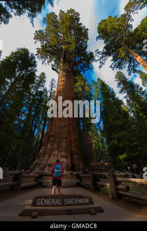 Più grande soggiorno noto stelo singolo tree sulla terra Sequoia National Park, Sierra Nevada, in California, Stati Uniti d'America Foto Stock