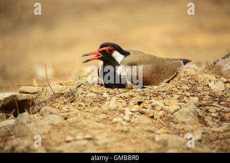 Rosso-wattled Pavoncella Foto Stock