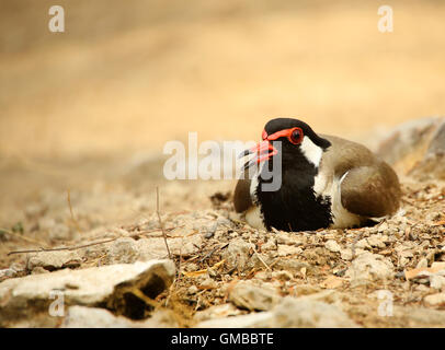 Rosso-wattled Pavoncella Foto Stock