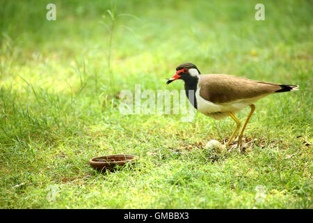 Rosso-wattled Pavoncella Foto Stock